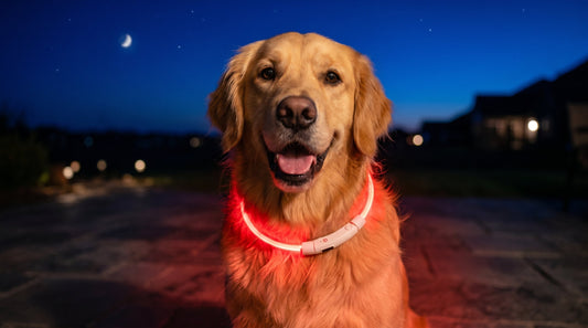 Are Glow in the Dark Pet Collars Actually Safe for Your Dog?