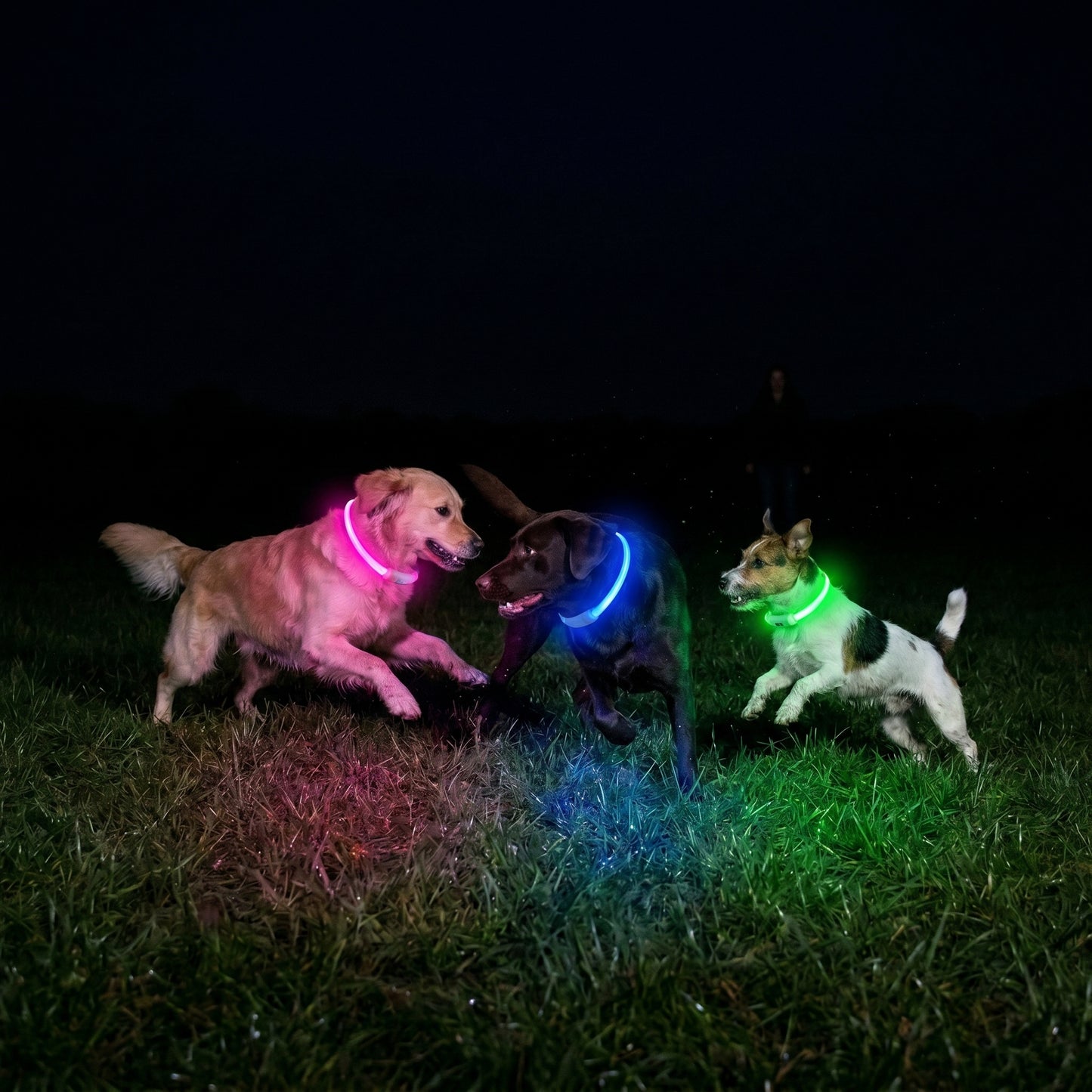 Glow in The Dark Pet Collar
